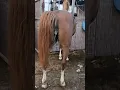 horse after meeting painful prosses shorts