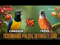 Lagu 🔴MASTERAN FULL TEMBAKAN KASARAN - CUCAK CUNGKOK VS TEPUS KEPALA ABU cocok buat murai batu ijo cendet