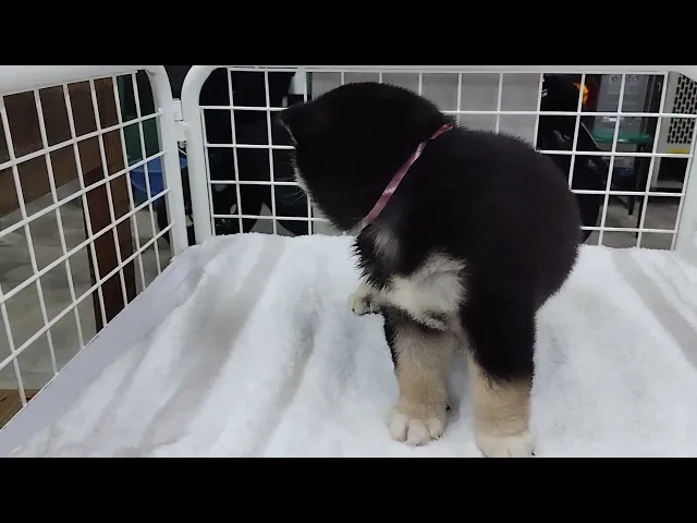 動画