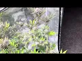 Week 5 Flowering OG all gas Humboldt seeds