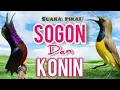 Download Lagu SUARA PIKAT SOGON DAN KONIN (Kolibri Ninja)Volume  Jernih