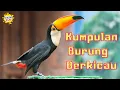 Download Lagu SUARA BURUNG KETAWA | MENGENAL SUARA BURUNG
