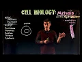 Mitosis and Cytoskeletal Proteins