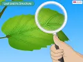 Structure and Functions of Leaves Macmillan Education India