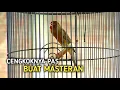 Download Lagu Kenari Gacor Cengkok Mewah Pas Buat Masteran Murai Batu