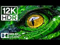 Download Lagu Keajaiban Satwa Liar dalam HDR 12K 120FPS | Animal Kingdom dalam Dolby Vision (Dinamis Penuh Warna)