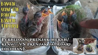 Download Perbedaan prenjak merah dan prenjak jati usia lolohan||beda burung beda sarang//AWAS KETIPU MP3