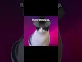 Download Lagu then the sacrifice... #funny #kpopfunny #kpopfunnymoments #kpopdemonhunters #cat