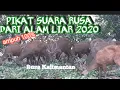 Download Lagu Audio Suara pemikat Rusa asli dari Alam Liar Kalimantan 2020 ampuh 100%
