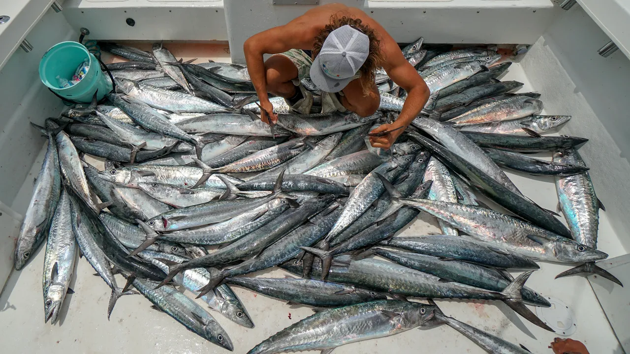 Record BREAKING Day! Commercial Kingfish Fishing