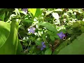 Relaxing Instrumental Background Music | A Look at Our First Garden | Part 1 of 2