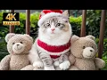 Lagu Comforting Music for Cats 💖 Healing Sounds to Ease Anxiety and Encourage Peaceful Sleep | CAT TV