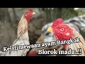 Download Lagu KEISTIMEWAAN AYAM BANGKOK BLOROK MADU..!!