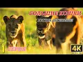 Lagu Мир Дикой Природы. Большие Кошки. Документальный Фильм 4K. 1 серия из 2