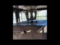 DIY Corral Double guillotine door Hog Trap With Door Dimensions