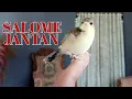Download Lagu TERNYATA SEPERTI INI PENAMPAKAN ANAKAN SALOME CIKLUK JANTAN