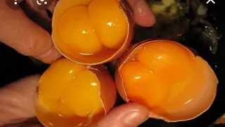 نفسك تربى صح الفراخ البلدى اعملى كده وهتاخد احسن انتاج من البيضه واللحم وهقولك احسن اسلالات 