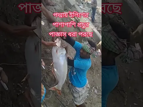 পদ্মার পাঘাস মাছ #trending #fishing #foryou #reels#shortsfeed