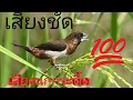 Download Lagu เสียงนกกระติ้ด / เสียงนกปิ้ด / ສຽງນົກປິ້ດ เสียงชัดได้ผน 💯