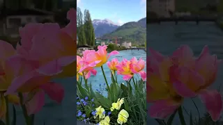  علي الحجار قالو   زمان   دنيا  دنية  غرورة  اكسبلور  دويتو  متابعه  لايك اشتراك دندنها