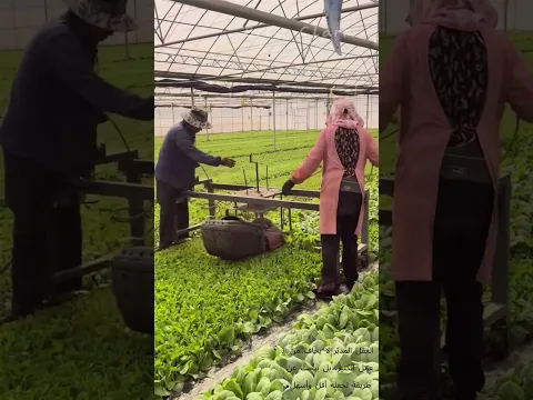 قص أوراق الشتلات بالآلة 🌱 زراعة ذكية