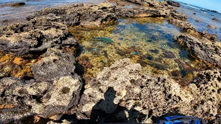 PESCANDO EM POÇAS NA MARÉ BAIXA!