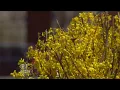 Allergy Season In Maryland Set To Spike