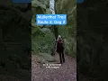 Download Lagu Mullerthal Trail Route 2 - Dag 2. Consdorf naar Berdorf via Mullerthal. Een mooi stukje Luxemburg!