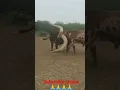 Download Lagu big Singh sand cow status short video viral