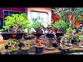Download Lagu REVIEW HARGA BONSAI UNTUK PEMULA BERBAGAI JENIS BAHAN BONSAI 