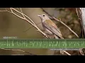 Download Lagu Suara Burung Shrike-thrush Abu-abu - Lagu dan Panggilan