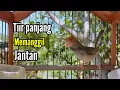 Download Lagu PRENJAK BETINA | MASTERAN Prenjak  BETINA GACOR Ngetir Panjang, Suara Jernih |