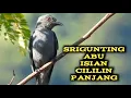 Download Lagu Srigunting Abu Gacor Isian Cililin