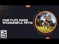 Our Pups Make Wonderful Pets