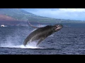 Download Lagu WHALE SONG 2015