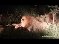 Download Lagu frightening sounds of lions fighting for meat