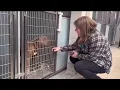 Hundreds of strays enter Charlottesville Albemarle SPCA only a fraction are reunited with famili