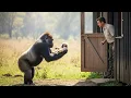 Download Lagu Crying Mother Gorilla Hands Her Albino Baby to Ranger, What Happened Next Shocked Everyone!