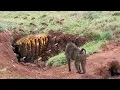 Download Lagu Detik2 Baboon ACAK ACAK Sarang Lebah Demi Madu - TOP Momen Baboon VS Lebah, Buaya Dan hewan Lainnya