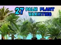 27 PALM PLANT PALM TREE VARIETIES