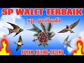 Download Lagu SUARA PANGGIL WALET FULL JERNIH