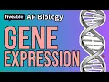 AP Biology - Unit 6 Review Gene Expression Regulation