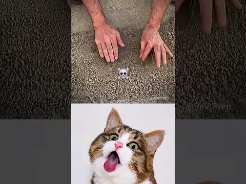 wtf 😂🤣 #shorts #aura #funny #cat #memes #dance #trending