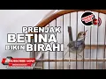 Download Lagu 🔴 Prenjak Betina Lenjeh Memanggil Jantan ❗️Suara Pikat Prenjak Paling Ampuh