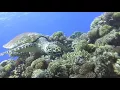✰ 8 HOURS ✰ UNDERWATER SOUNDS with MUSIC ♫ ☆ NO ADS ☆ SEA TURTLES Swimming ✰ Relaxing Sleep Music