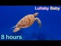 Download Lagu ✰ 8 HOURS ✰ UNDERWATER SOUNDS with MUSIC ♫ ☆ NO ADS ☆ SEA TURTLES Swimming ✰ Relaxing Sleep Music