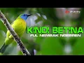 Download Lagu KINOI GACOR SPEED RAPET AMPUH BUAT PANCINGAN DAN MASTERAN