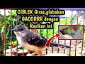 Lagu Cara Gacorkan CIBLEK Giras,glabakan dengan Racikan jitu
