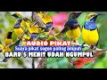 Download Lagu suara pikat burung sogon betina birahi dan anakan.AMPUH gak pakek lama anti ZONK Hút mật họng tím