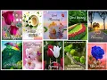 50 Good Morning Nature Flower Bird Images Wallpaper Dp Photos Morning Status Wishes